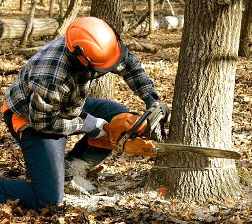 Tree Removal in Amsterdam, MO